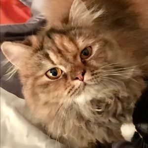 Meet your Posher, Jennifer